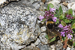 Heide-Erdhummel (Bombus cryptarum) auf Vielhaarigem Thymian (Thymus praecox ssp. polytrichus) (F279084) Heide-Erdhummel (Bombus cryptarum) auf Vielhaarigem Thymian (Thymus praecox ssp. polytrichus) (F279084)