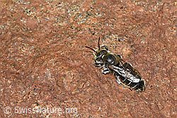 Hornklee-Felsenbiene (Hoplitis loti) (F279085) Hornklee-Felsenbiene (Hoplitis loti) (F279085)