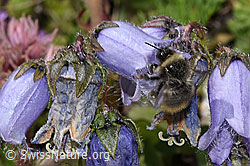 Distelhummel (Bombus soroeensis) auf Frühlings-Anemone (Pulsatilla vernalis)