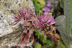 Mistbiene (Eristalis tenax) an Berg-Hauswurz (Sempervivum montanum) (F279098) Mistbiene (Eristalis tenax) an Berg-Hauswurz (Sempervivum montanum) (F279098)