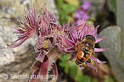 Sempervivum montanum