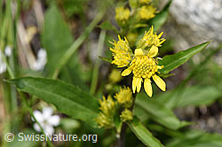Alpen-Goldrute (Solidago virgaurea ssp. minuta) (F279102)
