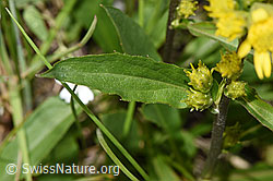 Alpen-Goldrute (Solidago virgaurea ssp. minuta) (F279103)