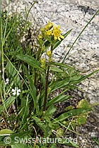 Alpen-Goldrute (Solidago virgaurea ssp. minuta) (F279104)