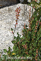 Schildblättriger Ampfer (Rumex scutatus) (F279112) Schildblättriger Ampfer (Rumex scutatus) (F279112)
