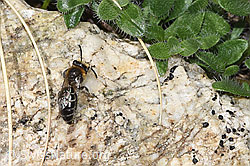Alpen-Seidenbiene (Colletes impunctatus) (08.2024, F279114)