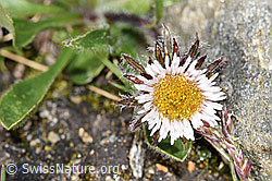 Erigeron uniflorus (F280568)