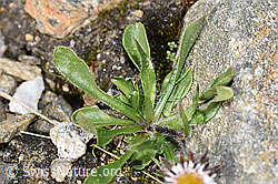 Erigeron uniflorus (F280570)