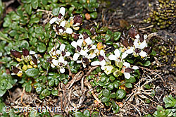 Kurzstängelige Gämskresse (Pritzelago alpina ssp. brevicaulis) (F280600) Kurzstängelige Gämskresse (Pritzelago alpina ssp. brevicaulis) (F280600)