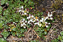 Kurzstängelige Gämskresse (Pritzelago alpina ssp. brevicaulis) (F280601) Kurzstängelige Gämskresse (Pritzelago alpina ssp. brevicaulis) (F280601)
