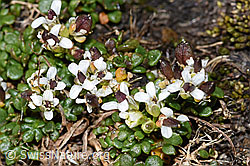 Kurzstängelige Gämskresse (Pritzelago alpina ssp. brevicaulis) (F280603) Kurzstängelige Gämskresse (Pritzelago alpina ssp. brevicaulis) (F280603)
