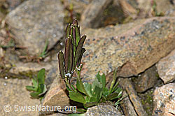 Bläuliche Gänsekresse (Arabis caerulea) (F280605)