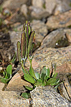 Bläuliche Gänsekresse (Arabis caerulea) (F280607)