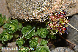 Saxifraga biflora (F280609)