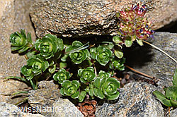 Saxifraga biflora (F280611)
