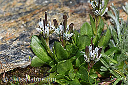 Bläuliche Gänsekresse (Arabis caerulea) (F280614)