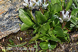 Bläuliche Gänsekresse (Arabis caerulea) (F280615)