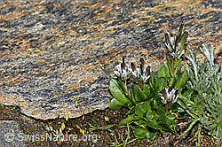 Bläuliche Gänsekresse (Arabis caerulea) (F280617)