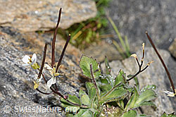 Alpen-Gänsekresse (Arabis alpina) (F280620) Alpen-Gänsekresse (Arabis alpina) (F280620)