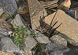 Alpen-Gänsekresse (Arabis alpina) (F280623) Alpen-Gänsekresse (Arabis alpina) (F280623)