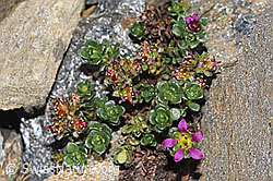 Saxifraga biflora (F280633)
