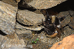 Berglandhummel (Bombus monticola) (F280640)