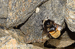 Berglandhummel (Bombus monticola) (F280641)
