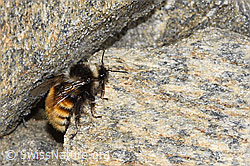 Berglandhummel (Bombus monticola) (F280642)