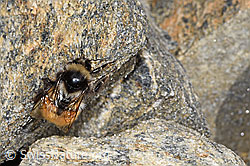 Berglandhummel (Bombus monticola) (F280643)