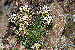 Kurzstängelige Gämskresse (Pritzelago alpina ssp. brevicaulis) (F280646) Kurzstängelige Gämskresse (Pritzelago alpina ssp. brevicaulis) (F280646)