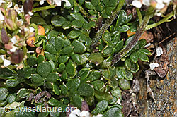 Kurzstängelige Gämskresse (Pritzelago alpina ssp. brevicaulis) (F280647) Kurzstängelige Gämskresse (Pritzelago alpina ssp. brevicaulis) (F280647)