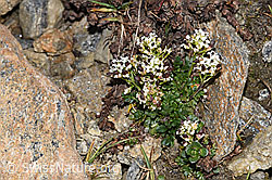 Kurzstängelige Gämskresse (Pritzelago alpina ssp. brevicaulis) (F280649) Kurzstängelige Gämskresse (Pritzelago alpina ssp. brevicaulis) (F280649)