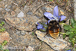 Berglandhummel (Bombus monticola) an Mont Cenis-Glockenblume (Campanula cenisia) (F280653)