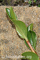 Salix retusa (F280697)