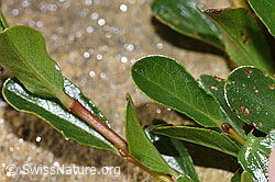 Salix retusa (F280698)