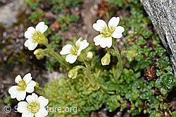 Saxifraga exarata (08.2024, F280705) Saxifraga exarata (08.2024, F280705)