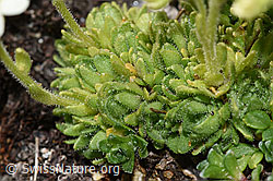F280708: Gefurchter Steinbrech (Saxifraga exarata)