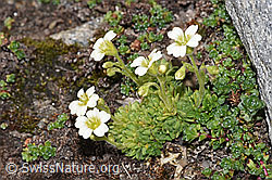 Saxifraga exarata (08.2024, F280712) Saxifraga exarata (08.2024, F280712)