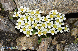 F280713: Gefurchter Steinbrech (Saxifraga exarata)