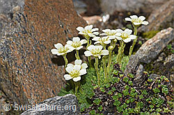 F280716: Gefurchter Steinbrech (Saxifraga exarata)
