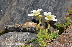 F280717: Gefurchter Steinbrech (Saxifraga exarata)