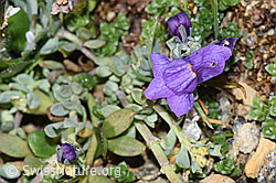 Linaria alpina (F280724)