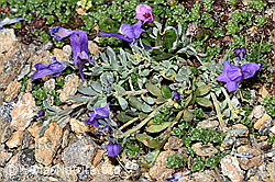 Linaria alpina (F280725)