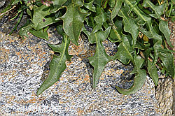 Berg-Milchkraut (Leontodon montanus) (F280759)