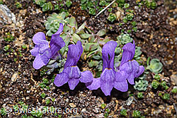 Linaria alpina (F280783)