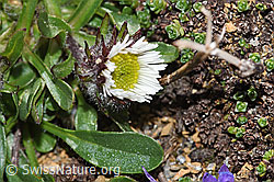 Erigeron uniflorus (F280785)