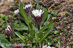 Erigeron uniflorus (F280786)