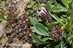 Erigeron uniflorus (F280787)