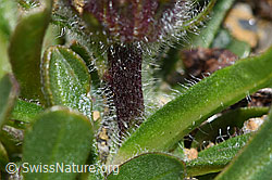 Erigeron uniflorus (F280793)