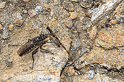 Foto: Kleine Makelfliege (Cyrtopogon lateralis)